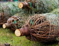 Pokud je mi známo, tak drtivá většina stromků, které se prodávají o vánocích, není z lesa, ale je vypěstována na nějaké „farmě/plantáži“.