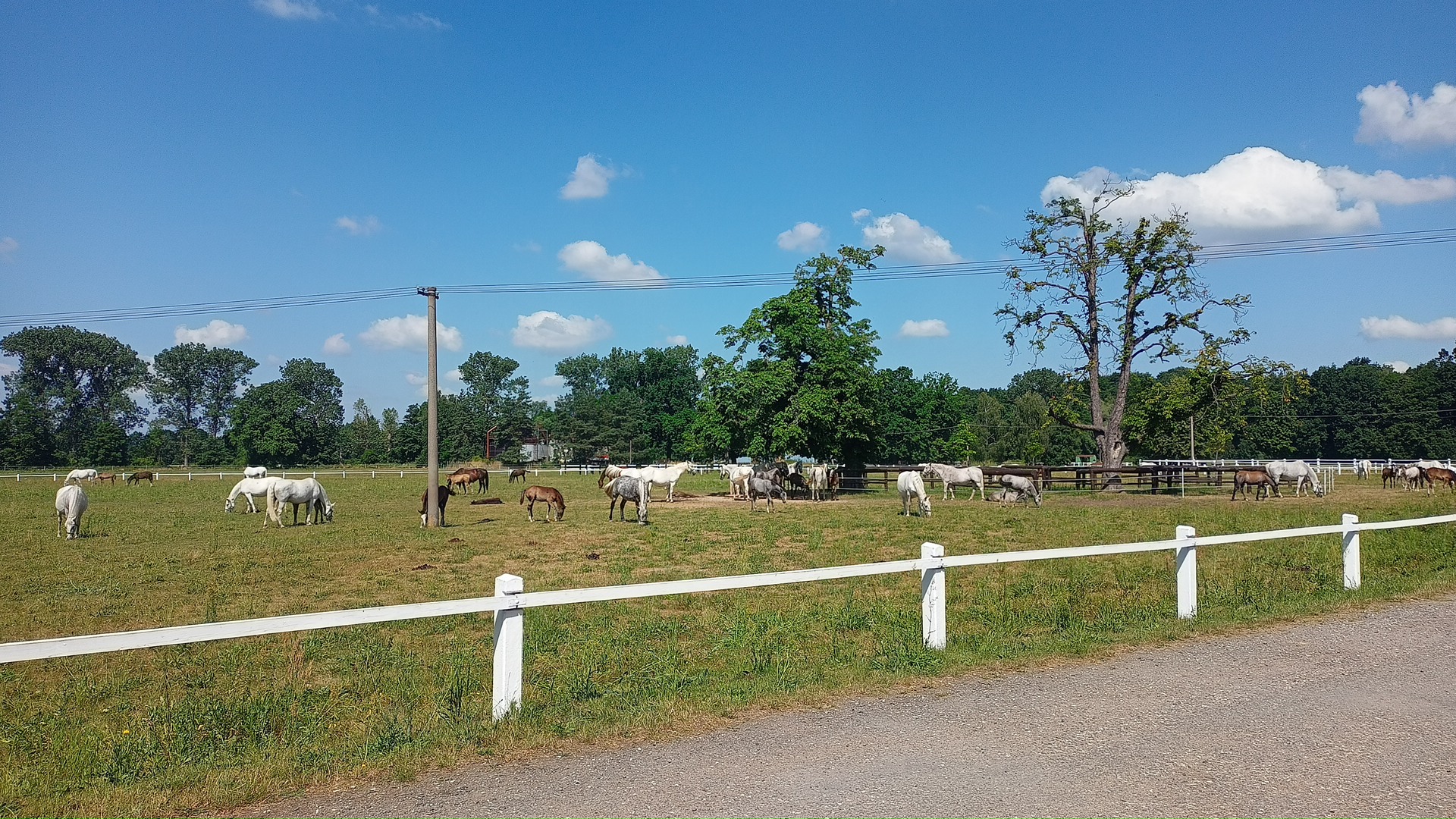 „Hejno“ koní u Hřebčína v Kladrubech. Kladruby (a jejich koně), znám jen jako pojem. Poprvé jsem je viděl naživo. Je to tam moc hezké.